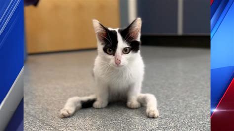 Young kitten with 'severely deformed' legs looking for forever home